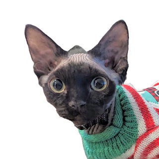 Telegram group profile photo for Миша (MSH.fyi) Chat