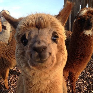 Telegram profile photo for Alpaca Invest
