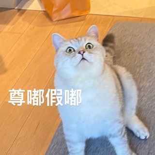 Telegram profile photo for Fiona’s daily news