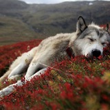 Telegram profile photo for Sevgi bu azob