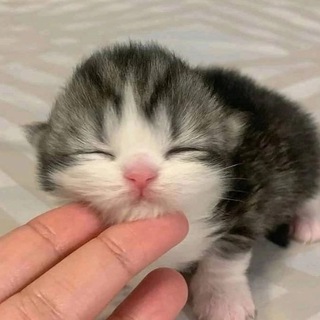 Telegram profile photo for Здесь мяу