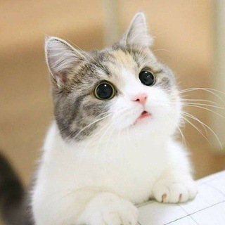 Telegram profile photo for تگ اصلی وطنی