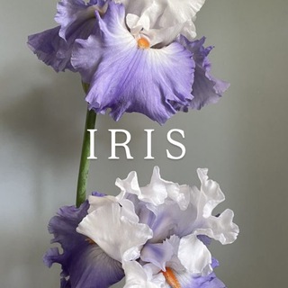 Telegram profile photo for IRIS - это не просто цветы🪻