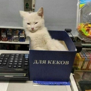 Telegram profile photo for Офисный кек