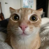 Telegram profile photo for ПОНЧИК хочет коржик