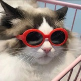 Telegram profile photo for 𝐇𝐚𝐩𝐩𝐢𝐞𝐫ヾ •⌣•