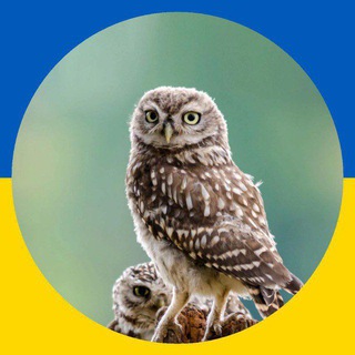 Telegram profile photo for 🦉 Сова іронічна ✙ 🍉🦈✈️ | #УкрТґ