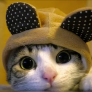 Telegram profile photo for Халява от Котик🐱