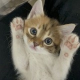 Telegram profile photo for Prise | Прайс | Отзывы