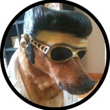 Telegram profile photo for Elvis Dog on Solana
