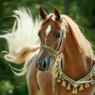 Telegram profile photo for غربة روح
