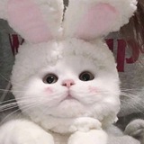 Telegram profile photo for 작은, tiny!