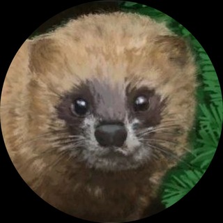 Telegram profile photo for Mustelidae ☼ minks otters polecats