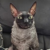 Telegram profile photo for Космокошачий тг-канал