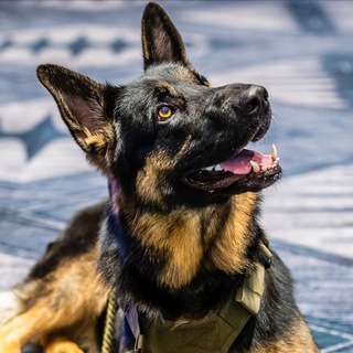 Telegram group profile photo for Mining Pets