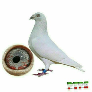 Telegram profile photo for {اسطوره های مسافتی}