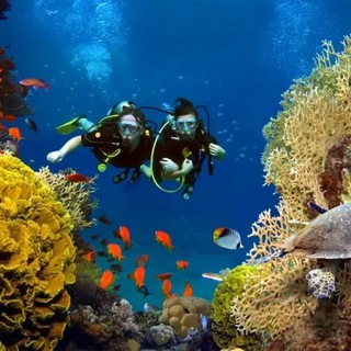Telegram profile photo for Scuba diving π€Ώ