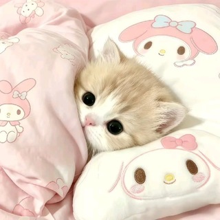 Telegram profile photo for ⊹ miauwnips, open custom
