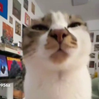 Telegram profile photo for котости ВАЛЮТА