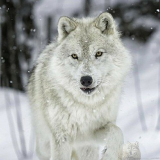 Telegram profile photo for Цитати вовка, АУФ трeκи☝️🐺