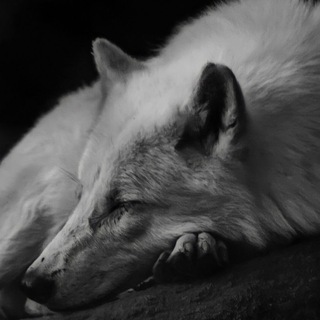 Telegram profile photo for Yadegari Lycan