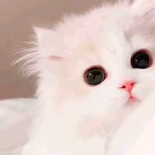 Telegram profile photo for 幼幼魔仙堡