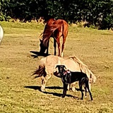 Telegram profile photo for Health 4 Animals