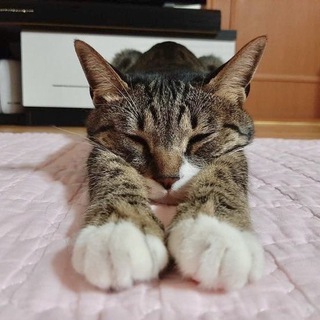 Telegram profile photo for дневник цати.