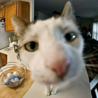 Telegram profile photo for котики