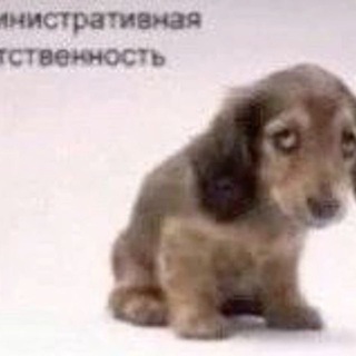 Telegram profile photo for люхмед эта кто