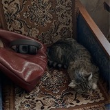 Telegram profile photo for Αθηνά .