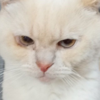 Telegram profile photo for fosek