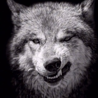 Telegram profile photo for Volk