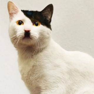 Telegram profile photo for Doubtful Thoughts