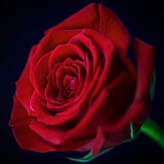 Telegram profile photo for 💜نور الحياة 💜🌹