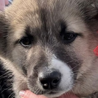 Telegram profile photo for Лия Айси Лайма и Я:)