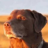 Telegram profile photo for чувак