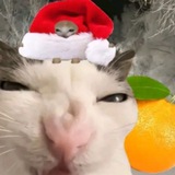 Telegram profile photo for Поддержать Лютого