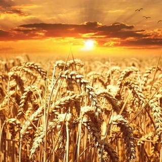 Telegram group profile photo for Профессионалы СЕЛЬХОЗРЫНОК