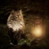 Telegram profile photo for Котовые истории