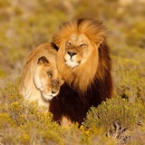 Telegram profile photo for Ahl ul-Hadīth