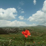 Telegram profile photo for با مرام های بلوکان