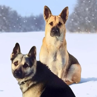 Telegram profile photo for Жизнь Герды и её семьи🐶🐕