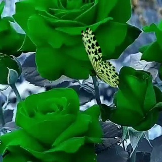 Telegram profile photo for شیک ترین عکس و مطلب