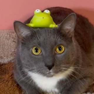 Telegram profile photo for 🐸 𝗕𝘂𝗻𝗸𝗲𝗿 𝗞𝘆𝘀𝗲𝘃𝗮 🐱