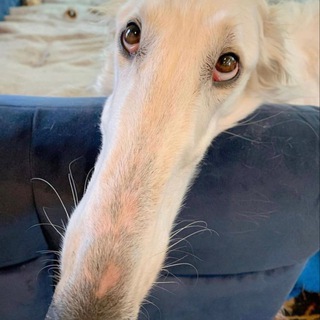 Telegram profile photo for $LONG portal