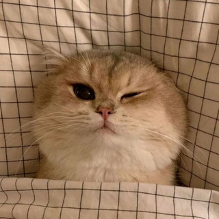 Telegram profile photo for Мурррчим