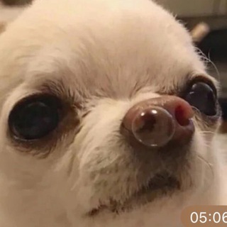 Telegram group profile photo for Суета со стклв