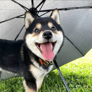 Telegram profile photo for MANYU CTO
