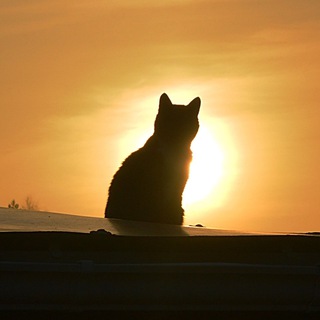 Telegram profile photo for В моей голове.